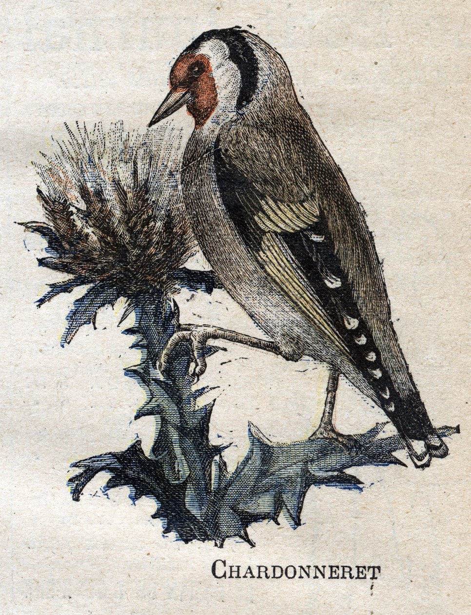 A mezőgazdaságban hasznos madarak: Chardonneret alkotó: Unknown artist