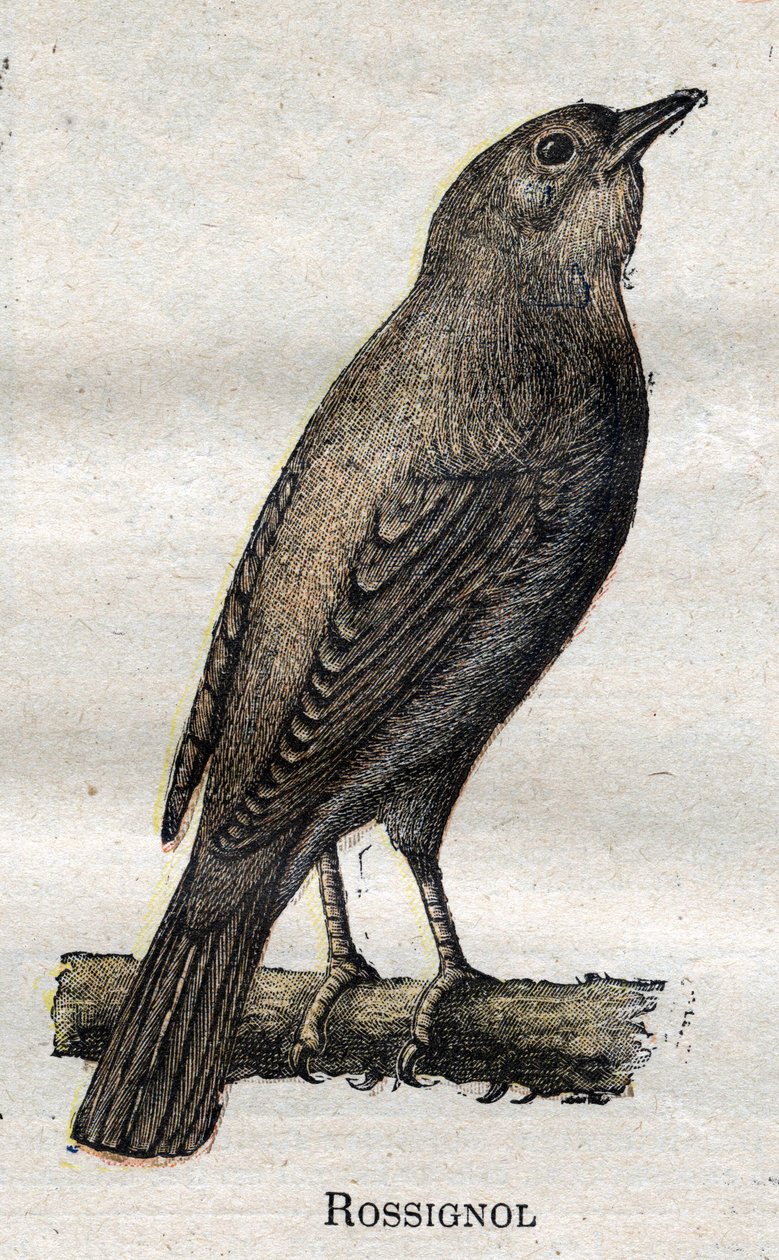 A mezőgazdaságban hasznos madarak: Nightingale alkotó: Unknown artist