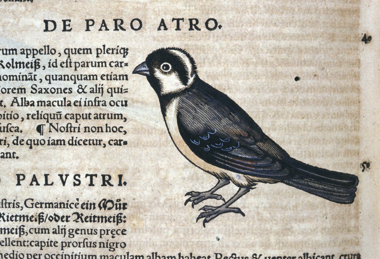 Fekete madár a Historia Animaliumban, Conrad Gesner (1516-1565), Tiguri alkotó: Unknown artist