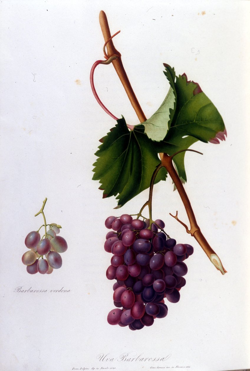 Fekete szőlő. 19. századi metszet. alkotó: Unknown artist