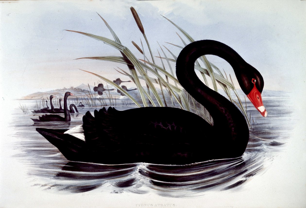 Fekete hattyú (cygnus atratus) – J. Gould Ausztrália madarai című művéből, 19. század elején. alkotó: Unknown artist