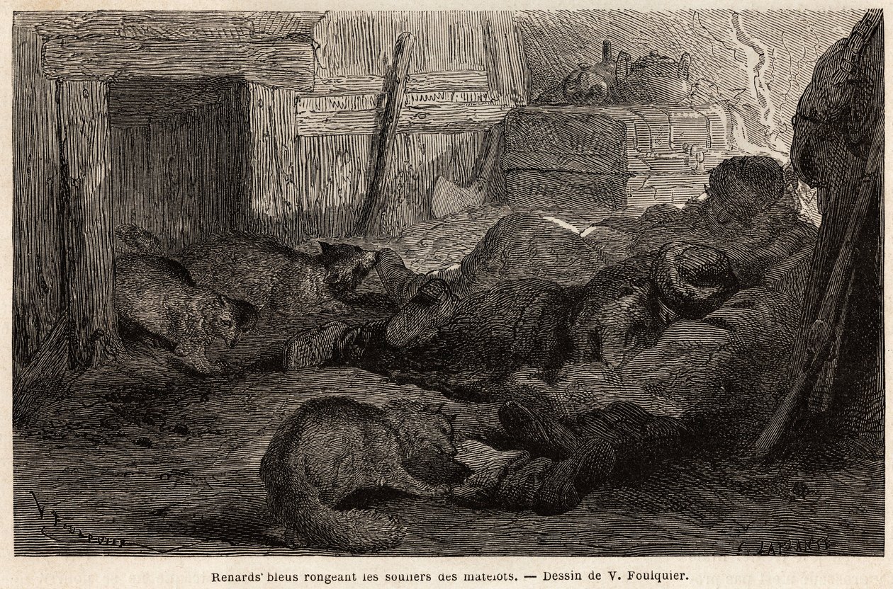 A megfigyelőállomás menedékében alvó tengerészek cipőjét rágcsáló kék rókák, V. Foulquier rajza a Spitzberg szemléltetésére alkotó: Unknown artist