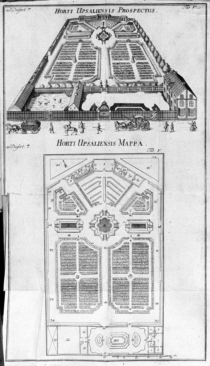 Botanikus Kert - HORTI UPSALIENSIS leendő és terve. alkotó: Unknown artist