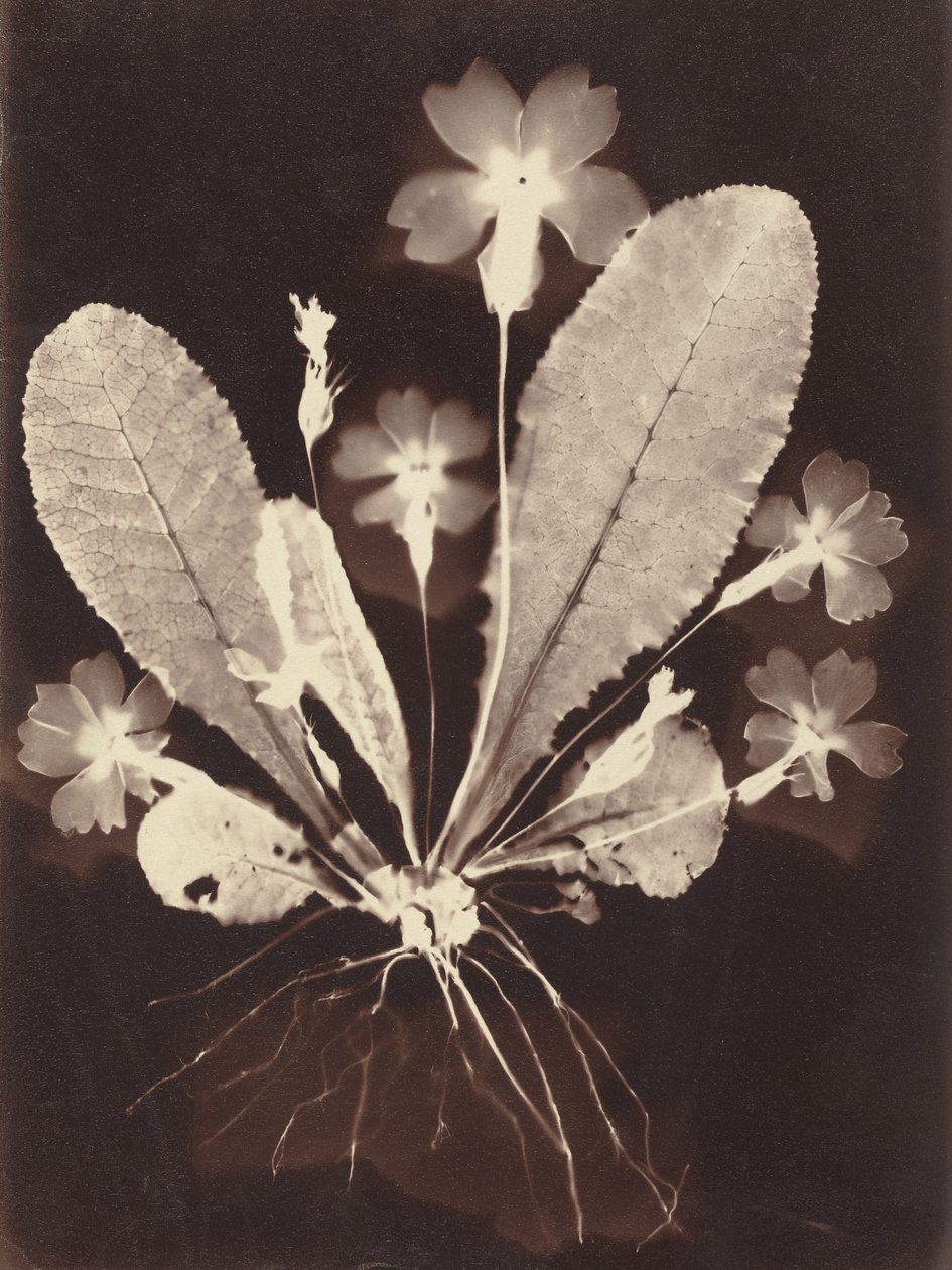  alkotó: Unknown Artist