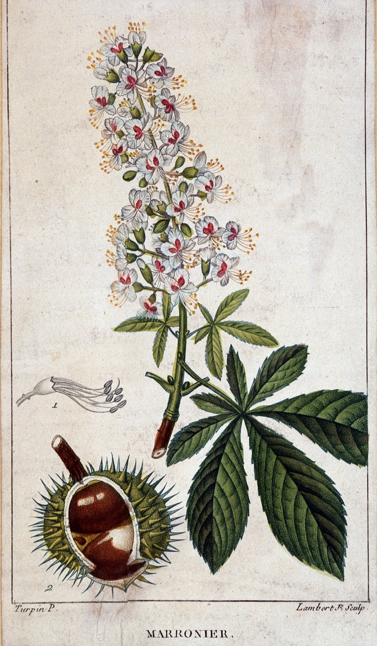 Botanikai tábla - Gesztenyefa virágai, levelei és gyümölcsei alkotó: Unknown artist