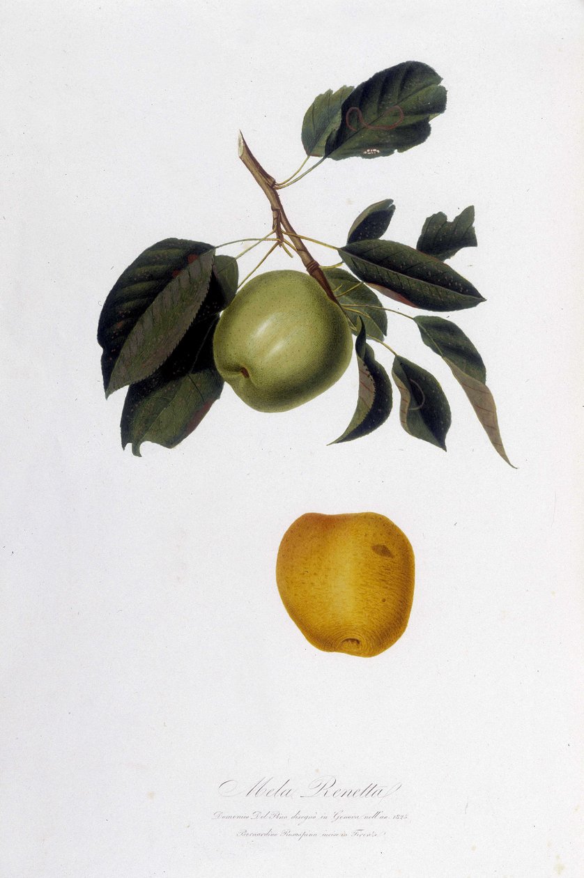 Botanikai tábla: Apple reinette (Mela Renetta). alkotó: Unknown artist