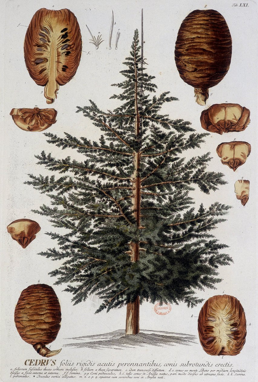 Botanikai tábla: Cédrus. n.d. 19. század. alkotó: Unknown artist