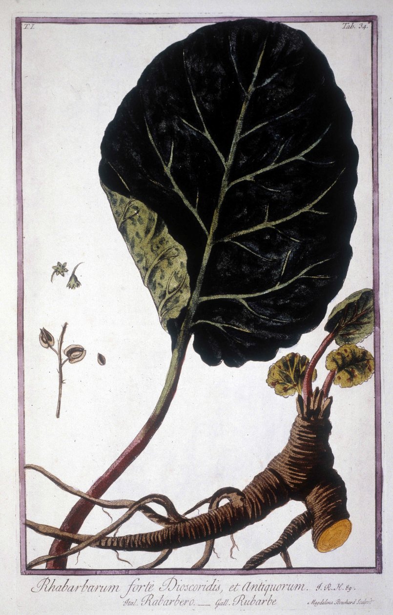 Botanikai tábla: Rebarbara levele és gyökere. 19. századi herbárium. alkotó: Unknown artist