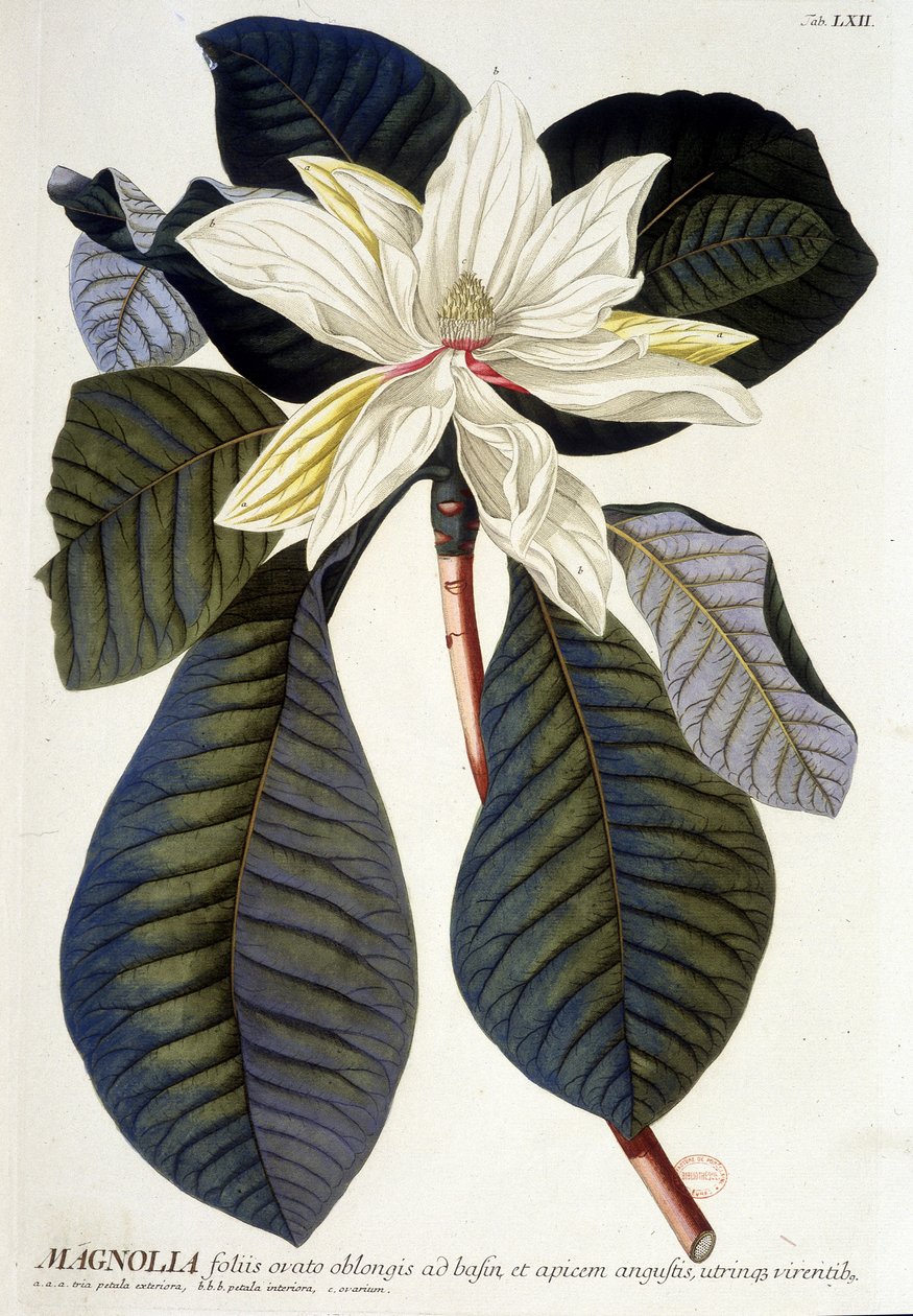 Botanikai tábla: Magnólia, virág és ág. n.d. 19. század. alkotó: Unknown artist