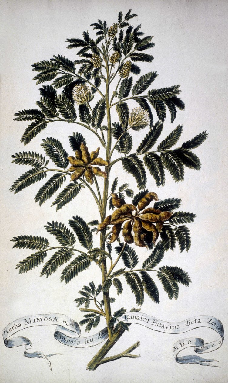 Botanikai tábla: Mimosa. 19. századi herbárium. alkotó: Unknown artist