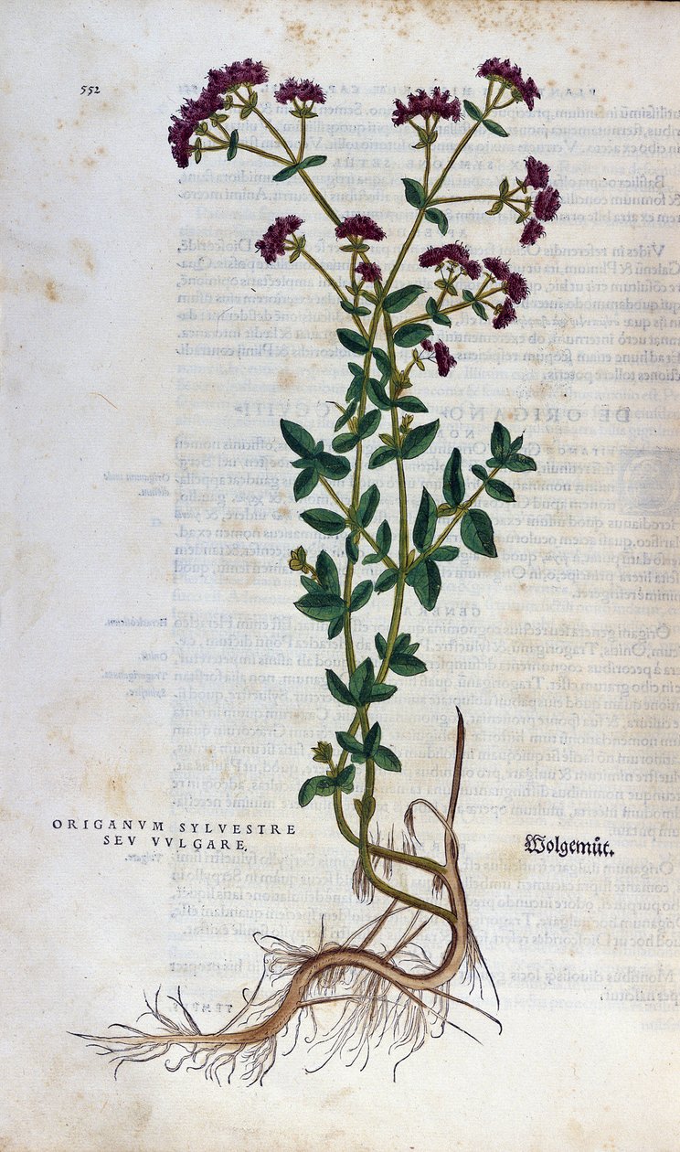 Botanikai tábla: Oregánó (silvestre origanum sev. vulgare). Lheonard Fuchs Herbárium, "A faj története", Bale alkotó: Unknown artist