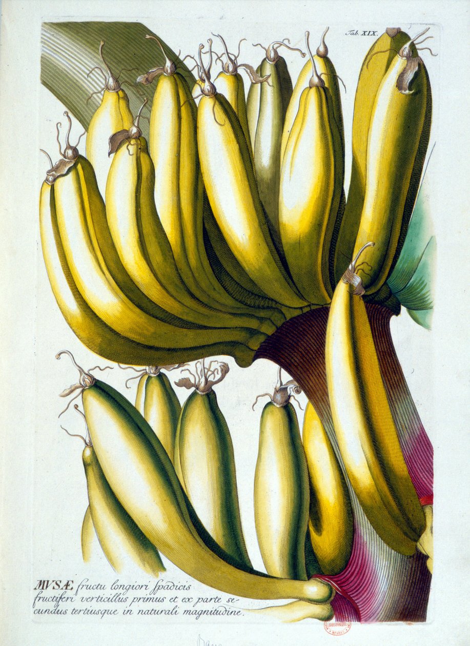 Botanikai tábla: a banán étrendje. n.d. 19. század. alkotó: Unknown artist