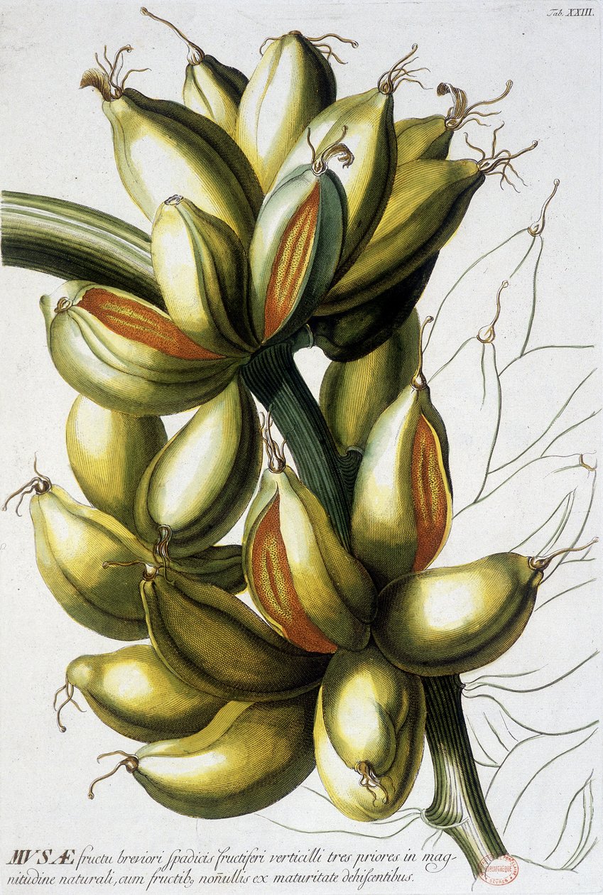 Botanikai tábla: banán. n.d. 19. század. alkotó: Unknown artist