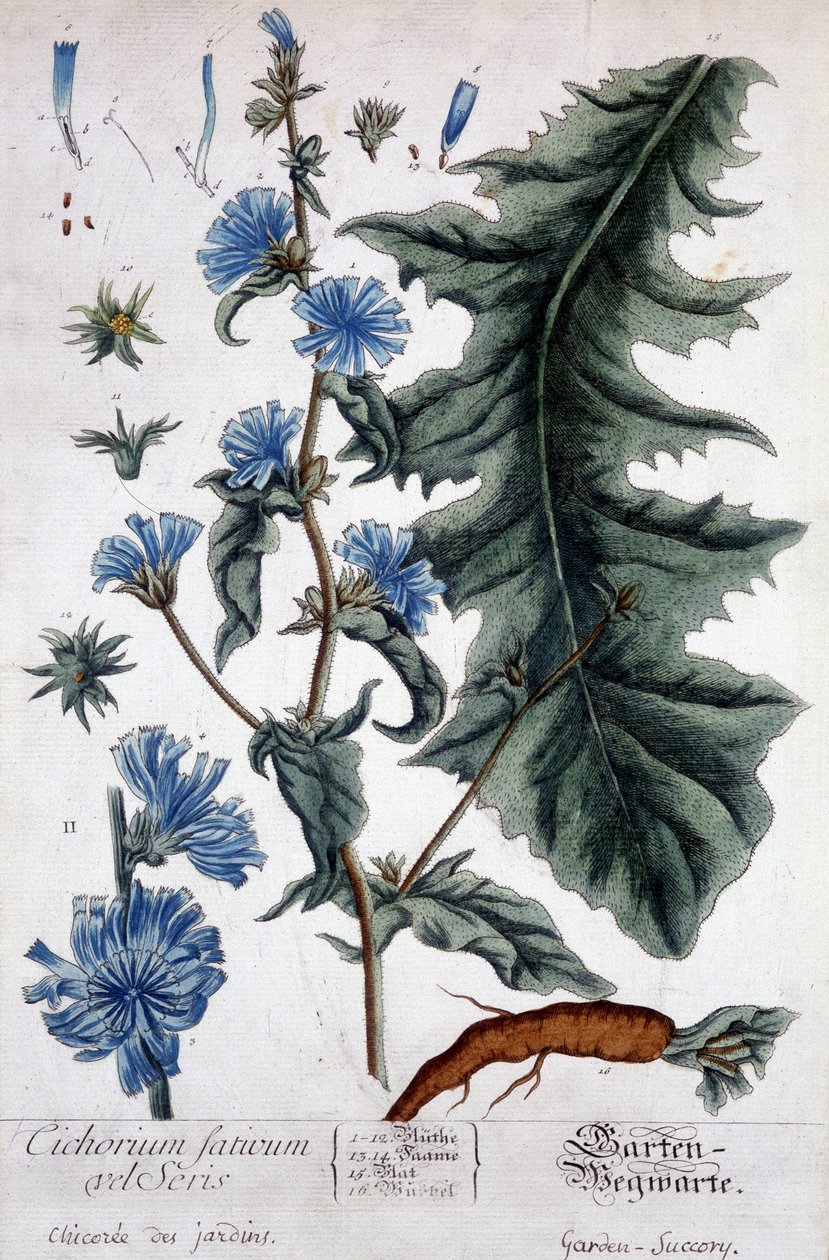 Növénytani tábla: cichorium factivum velseris (kertek chicoree). alkotó: Unknown artist