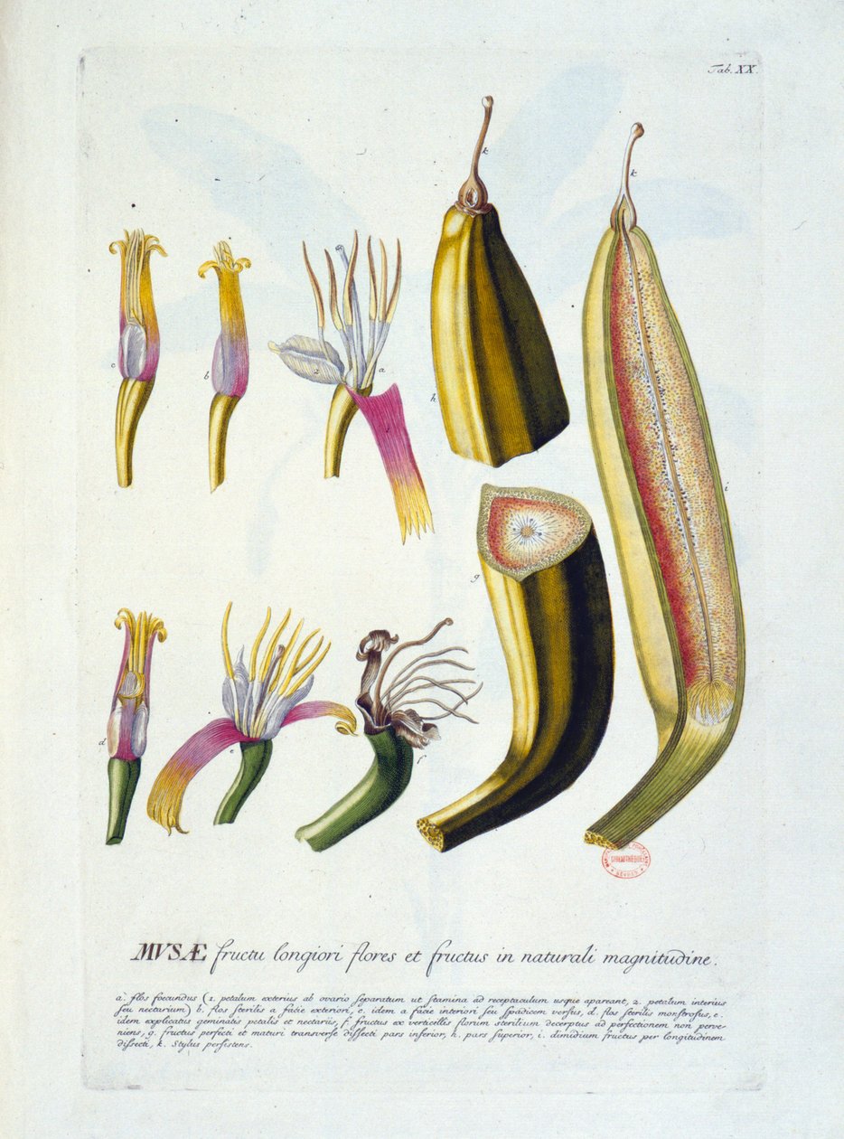 Botanikai tábla: virágok és banánvágás. n.d. 19. század. alkotó: Unknown artist