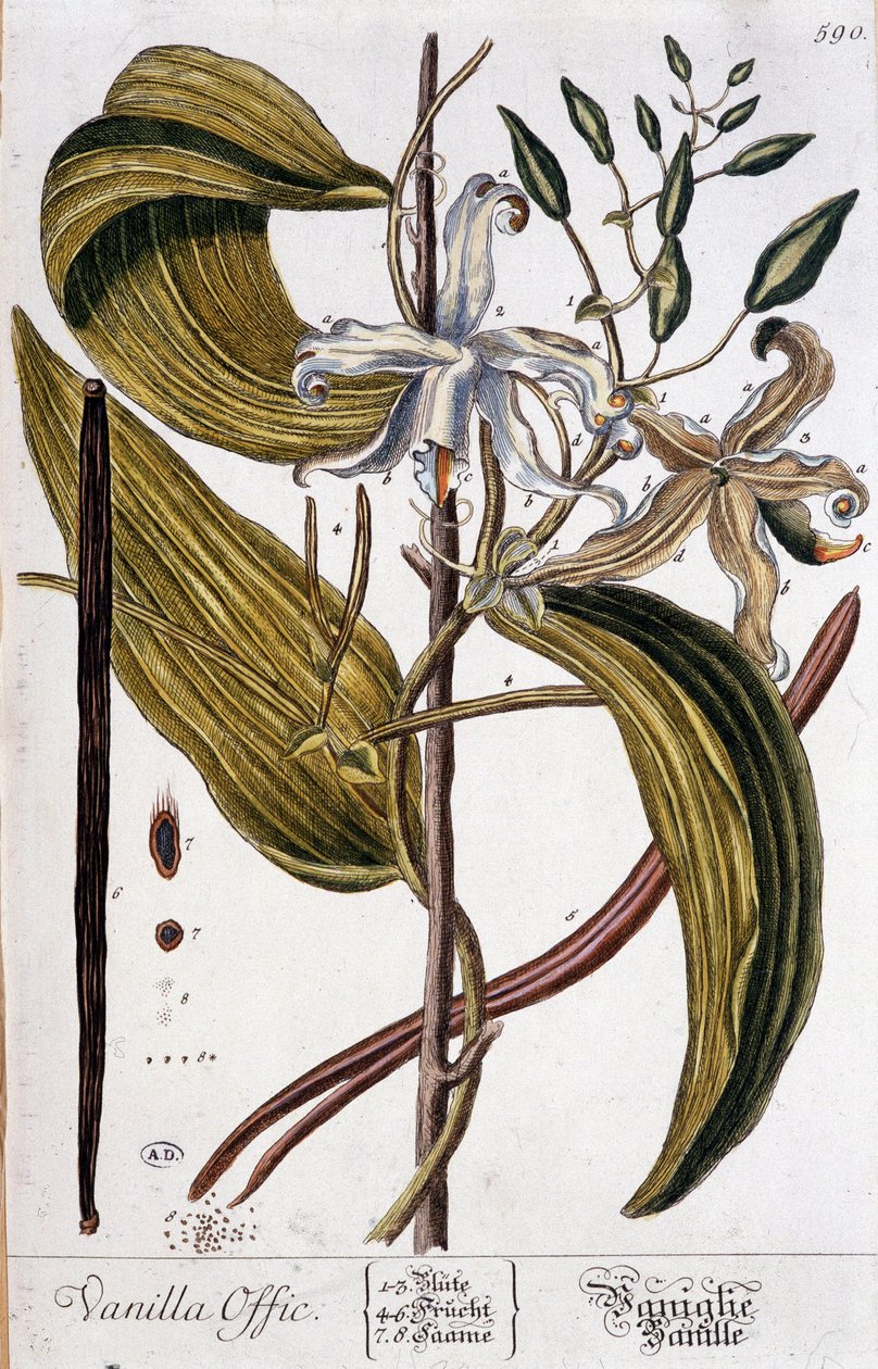 Vanília botanikai tábla (vanília offic) - 19. század alkotó: Unknown artist
