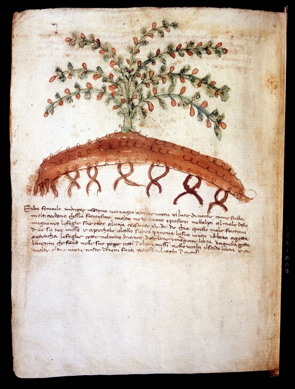 A "feniculo maggiore" füvet ábrázoló botanikai tábla Rimini városi könyvtára alkotó: Unknown artist