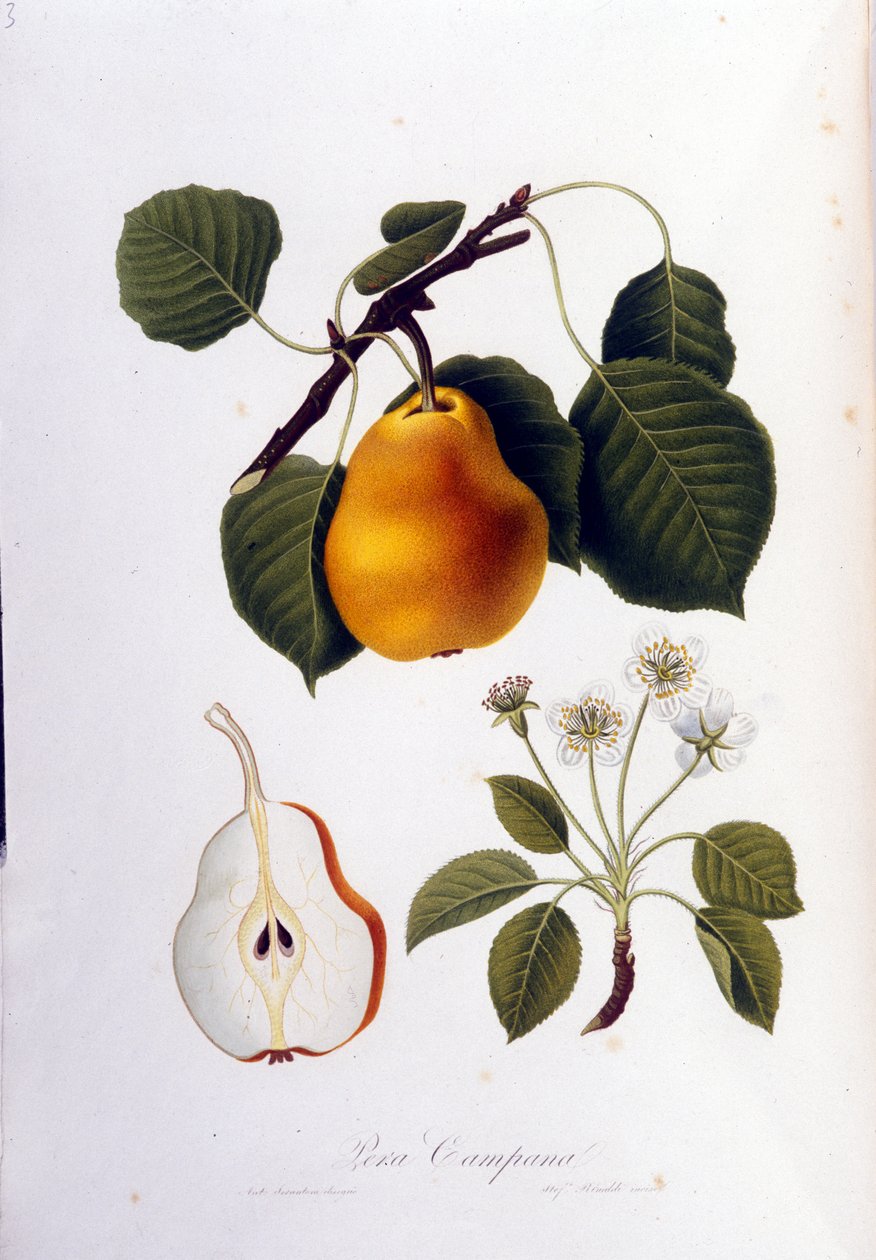 A pera campanát képviselő botanikai tábla. 1820-1822. alkotó: Unknown artist