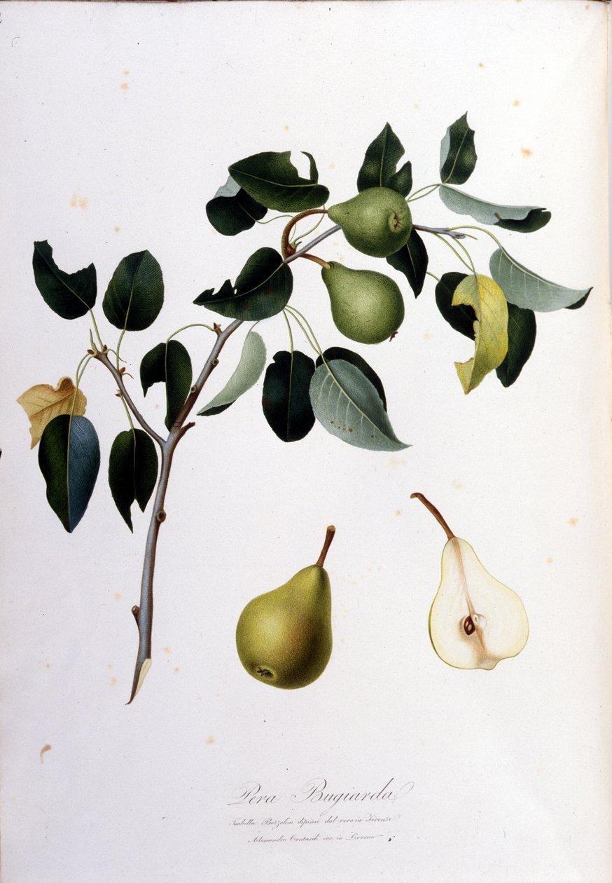 A pera campanát képviselő botanikai tábla. 1820-1822. alkotó: Unknown artist