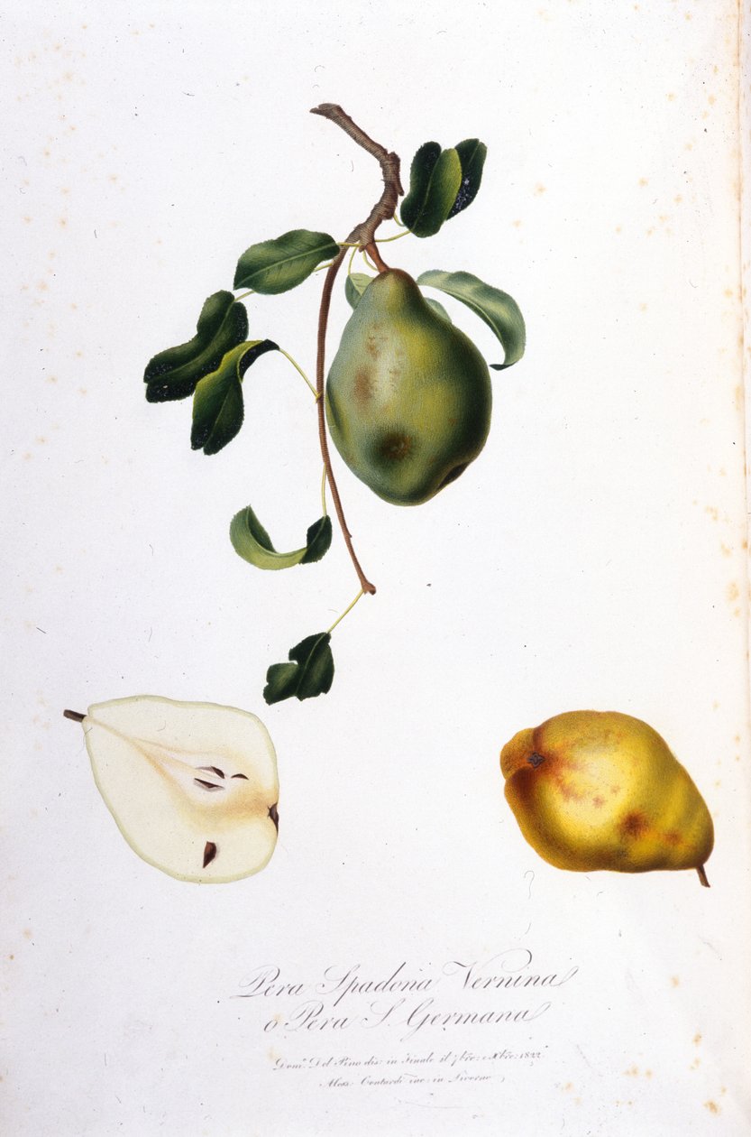 A pera spadonát ábrázoló botanikai tábla. 1820-1822. alkotó: Unknown artist