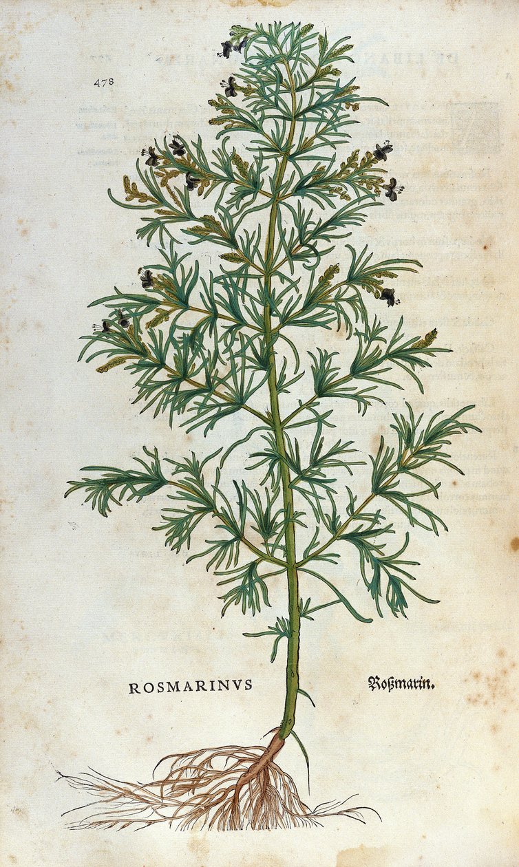 Botanikai tábla: rozmaring (rosmarinus). Lheonard Fuchs Herbárium, „” Historia Stirpium”, Bale alkotó: Unknown artist