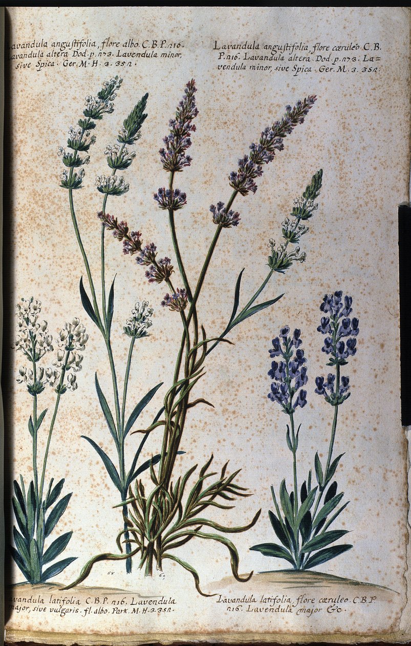 Botanikai tábla: valódi levendula (Lavandula angustifolia) és aszpikos levendula (Lavandula latifolia). alkotó: Unknown artist