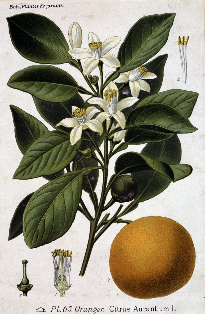 Narancsfa ága, virága és gyümölcse - botanikai tábla alkotó: Unknown artist