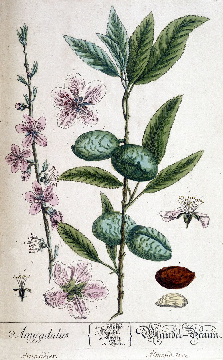 A mandulafa ága, virága és gyümölcse - botanikai tábla alkotó: Unknown artist