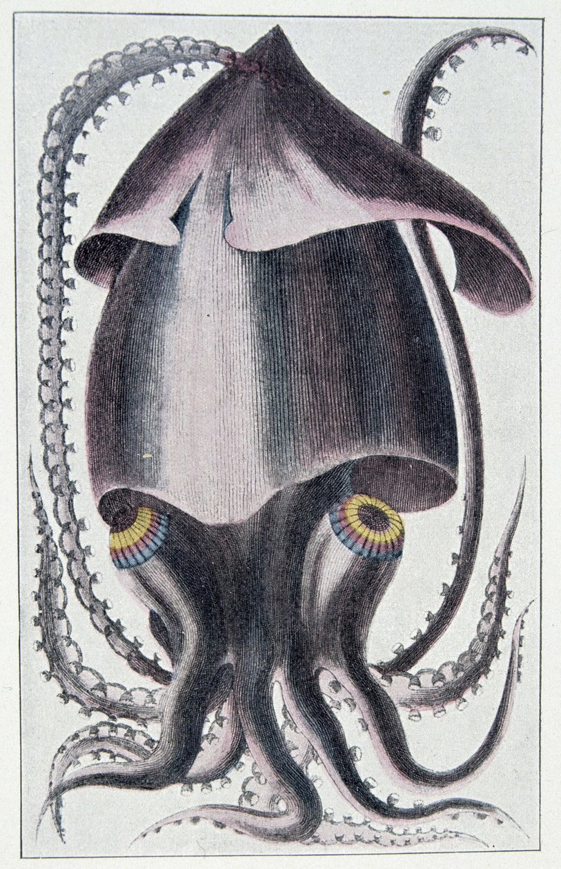 Brazil tintahal - Denys Montfort nyomán „A puhatestűek általános és sajátos természetrajza”, Párizs alkotó: Unknown artist