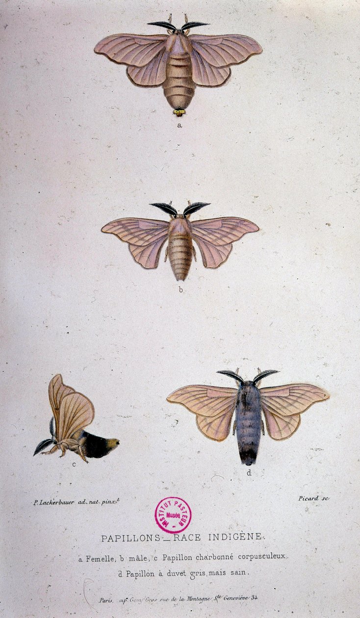 Pillangók: Selyemhernyó-kór – Pasteur tanulmánya alkotó: Unknown artist