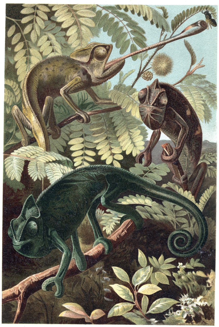 Cameleon – Kaméleonok vagy kaméleonok (Chamaeleonidae család) – metszet Alfred Edmund Brehm (1829-1884) „” Brehm