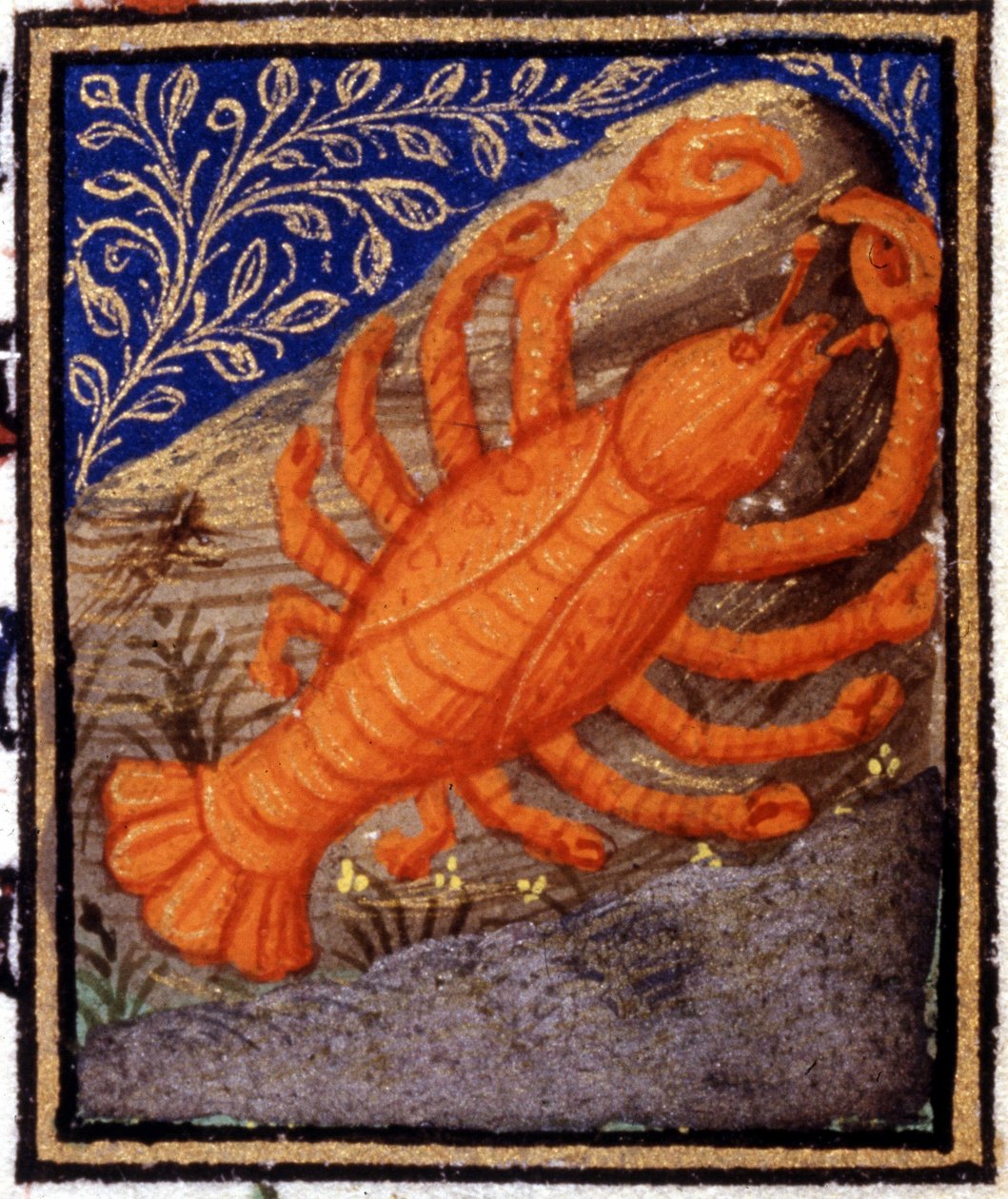 Rák. Miniatűr horoszkóp. 15. századi kézirat. Bibl. Trivulziana, Milánó. alkotó: Unknown artist