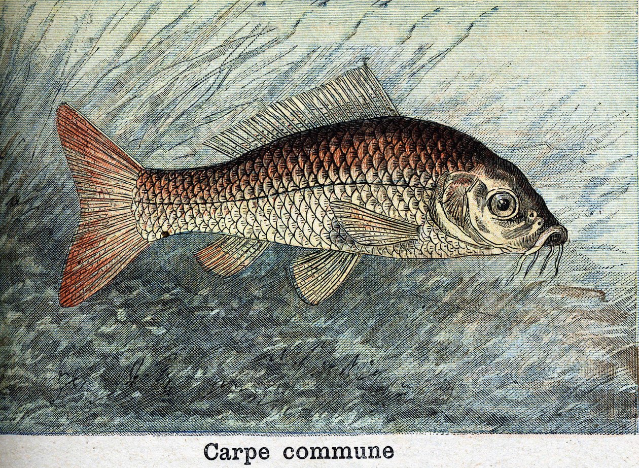 Ponty kommunális metszet 1898-ból alkotó: Unknown artist