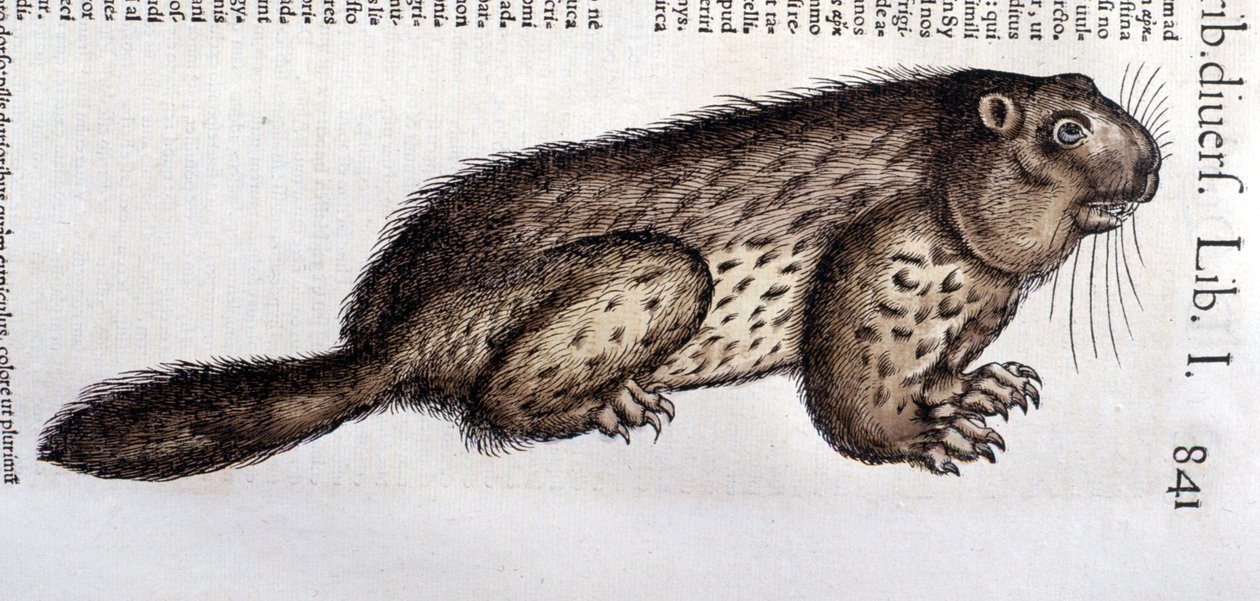 Castor - Conrad Gesner (1516-1565), Tiguri "Az állatok története" című művében alkotó: Unknown artist