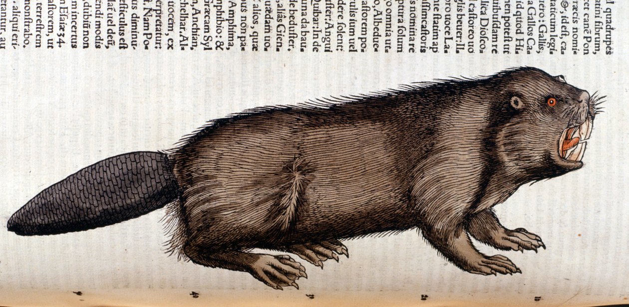 Castor - Conrad Gesner, Tiguri "Az állatok története" című művében alkotó: Unknown artist