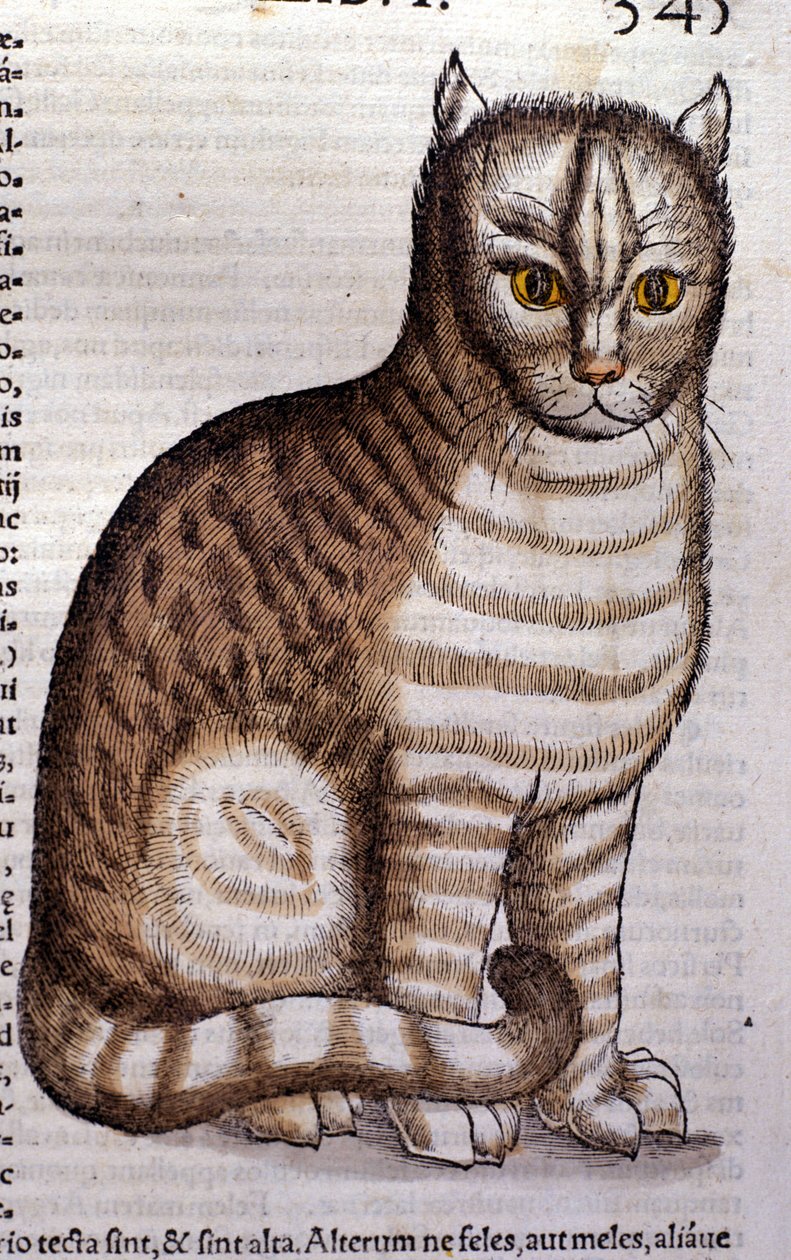Macska a Historia Animalium után, Conrad Gesner, Tiguri, 1560. Biblioteca Nazionale Braidense. Milánó alkotó: Unknown artist