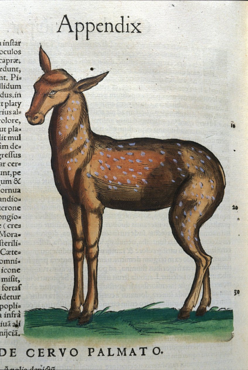 Cervidae (antilop?) in Historia Animalium de Conrad Gesner (1516 - 1565), Tiguri alkotó: Unknown artist