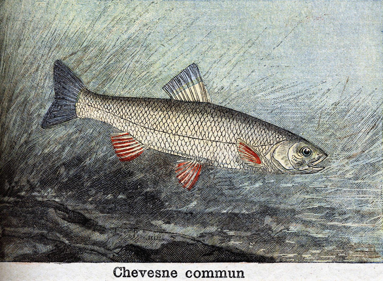 Chevense kommunális metszet 1898-ból alkotó: Unknown artist