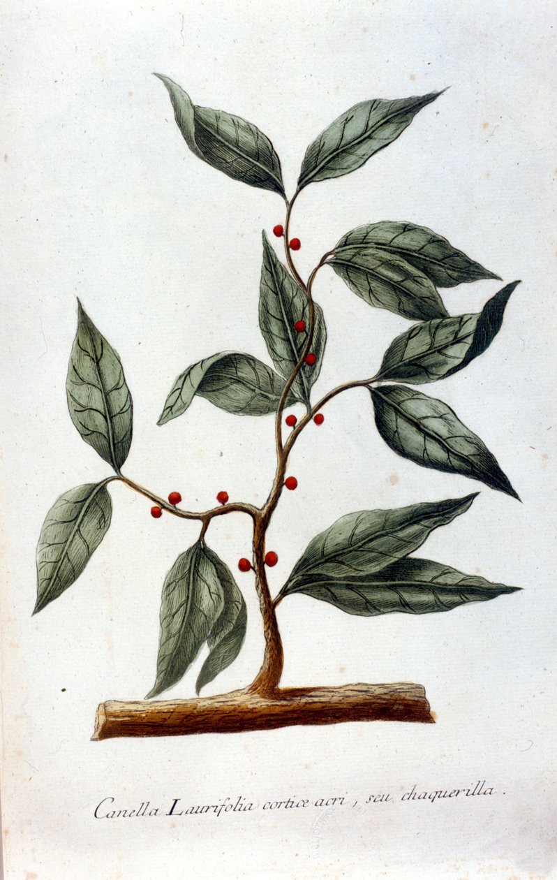 Fahéj. 19. századi herbárium. alkotó: Unknown artist