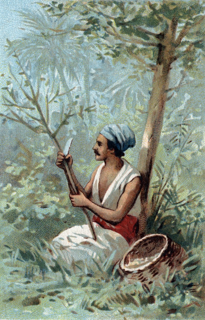 Ceylon fahéj héja. A 19. század végének kromolitográfiája. alkotó: Unknown artist