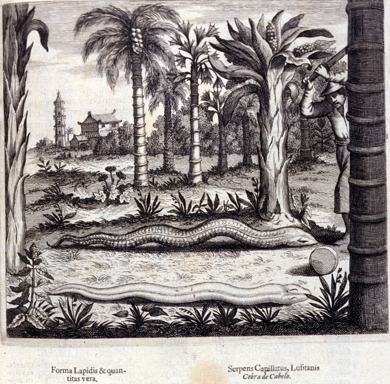 Kobra és mérgező kígyó Indiából. Athanasius Kircher (1601-1680), jezsuita, orientalista és német tudós „De China Monumenta” című műve, Amszterdam 1667. alkotó: Unknown artist