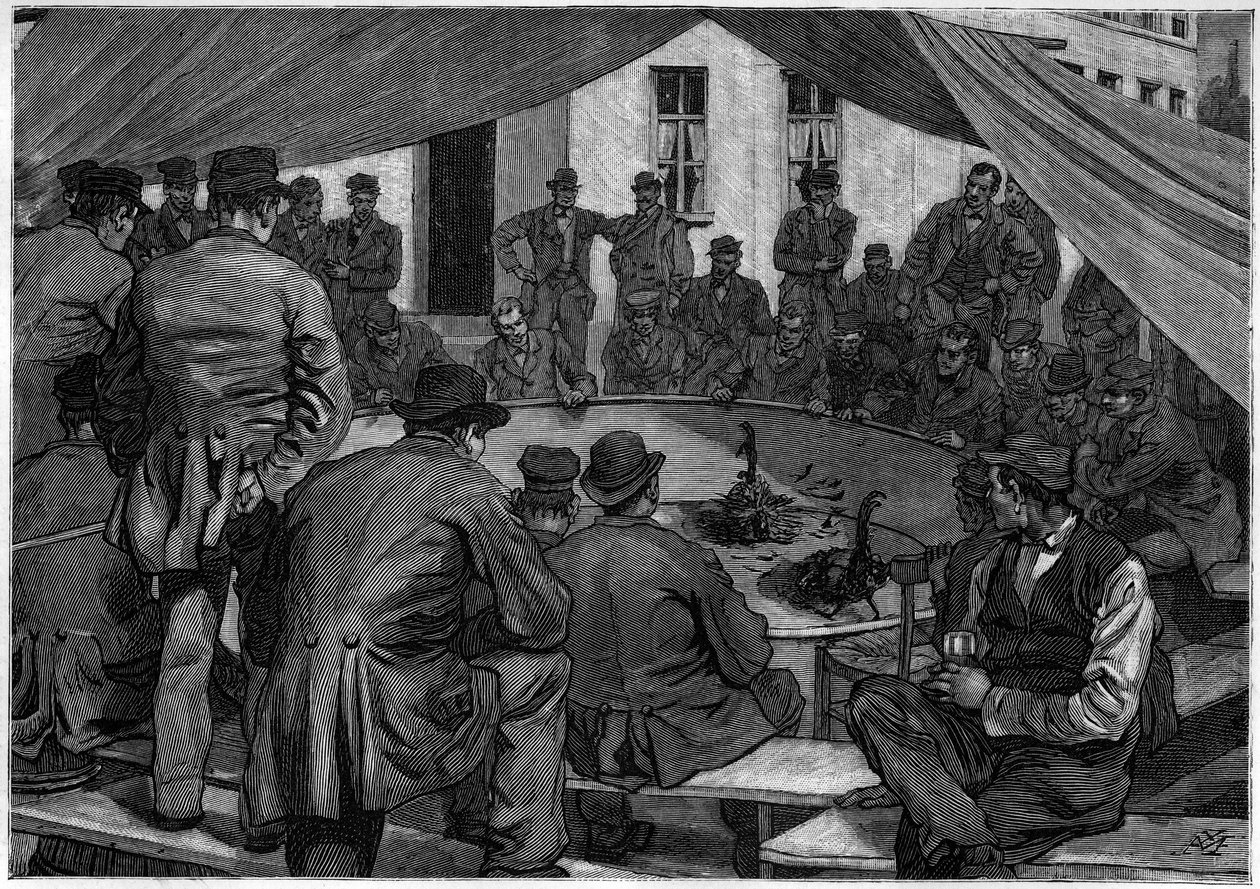 Kakasviadal Belgiumban 1888-ban a "" le journal de la Jeunesse "" de 1888-ban. alkotó: Unknown artist