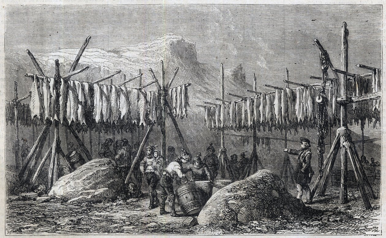 Tőkehal szárítása Fiskernessben Grönlandon - Tőkehal szárítása Fiskernessben Grönlandon Metszet a „” The Illustrous Universe”-ből” 1866 alkotó: Unknown artist