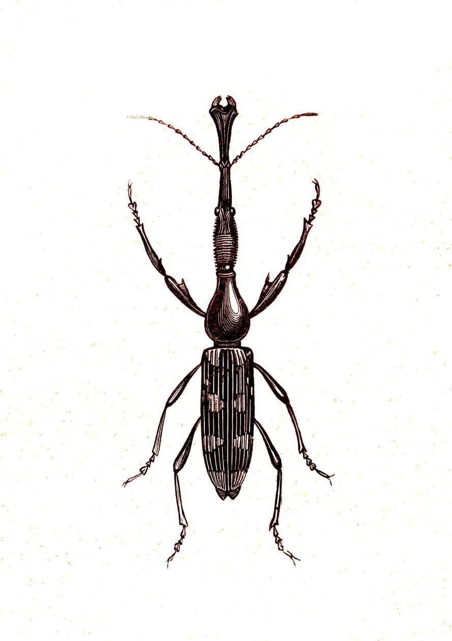 Coleoptera: Brenthus Temminchii alkotó: Unknown artist