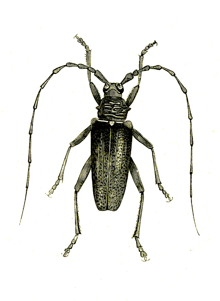 Coleoptera: Cerambyx heros alkotó: Unknown artist