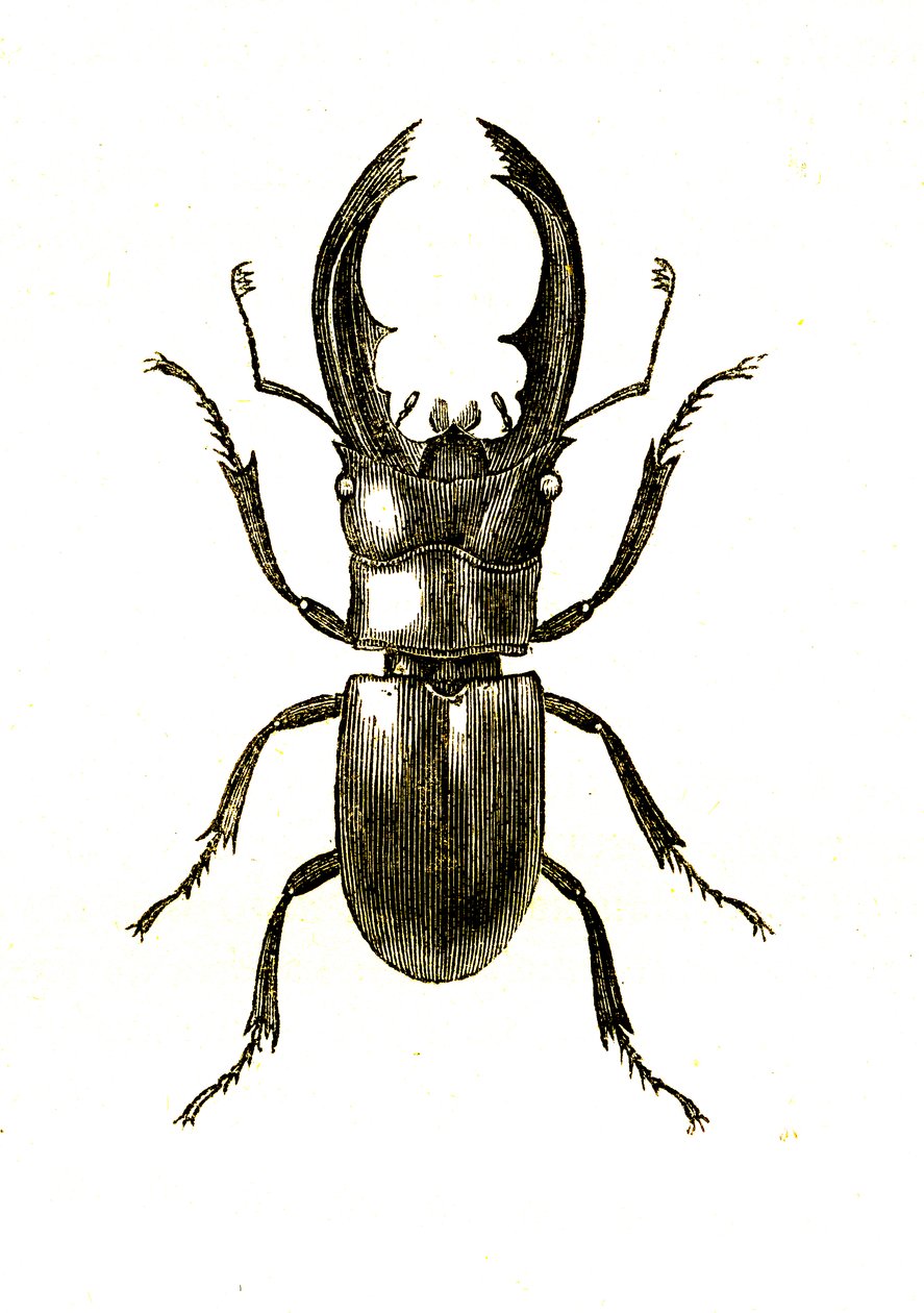 Coleoptera: Hexarthius Buqueti vagy Lucanus alkotó: Unknown artist