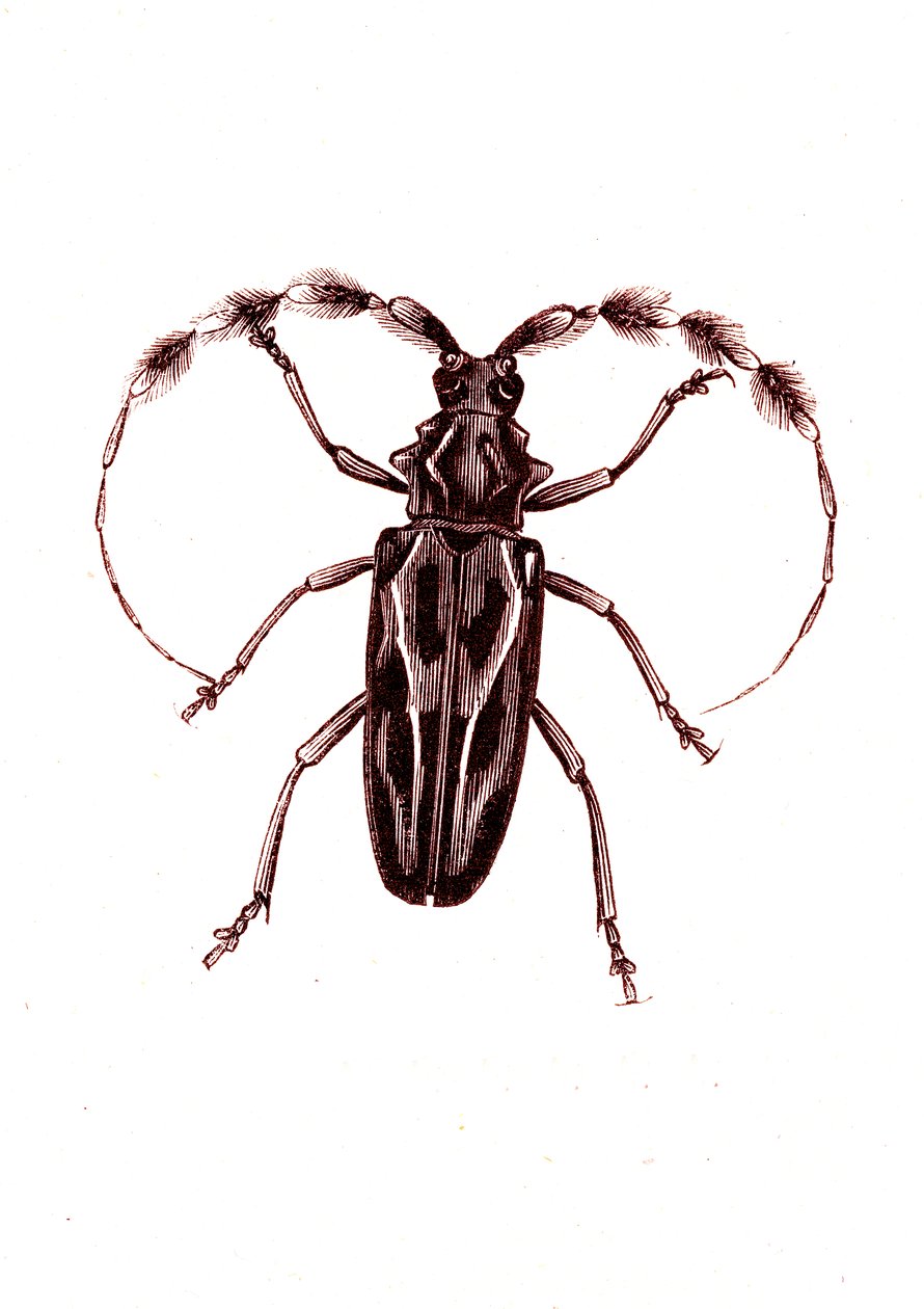 Coleoptera: Lophocerus barbatus alkotó: Unknown artist
