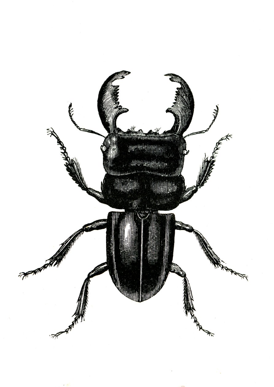 Coleoptera: Odontolarius giganteus alkotó: Unknown artist