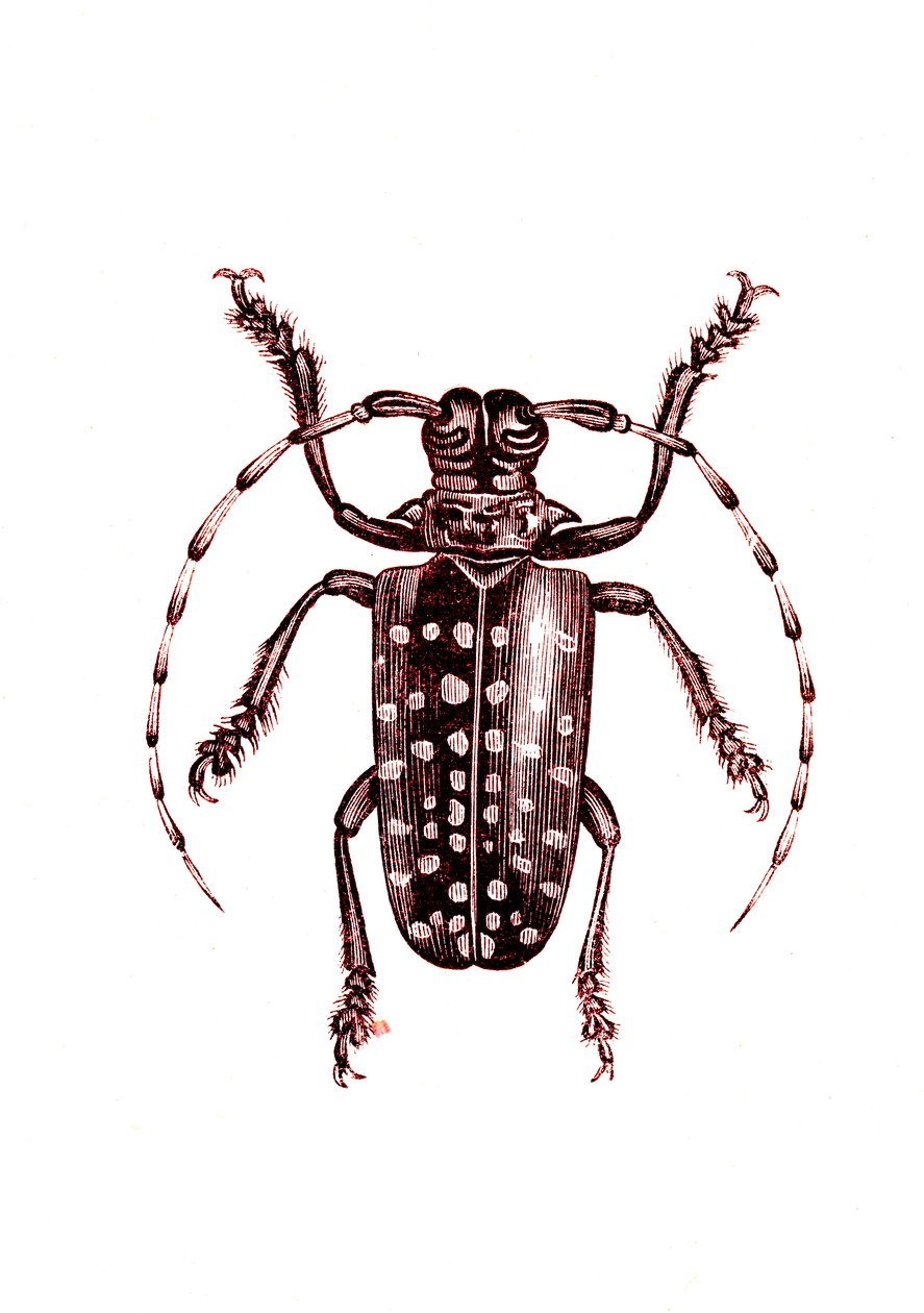 Coleoptera: Ophoptera Tollii alkotó: Unknown artist