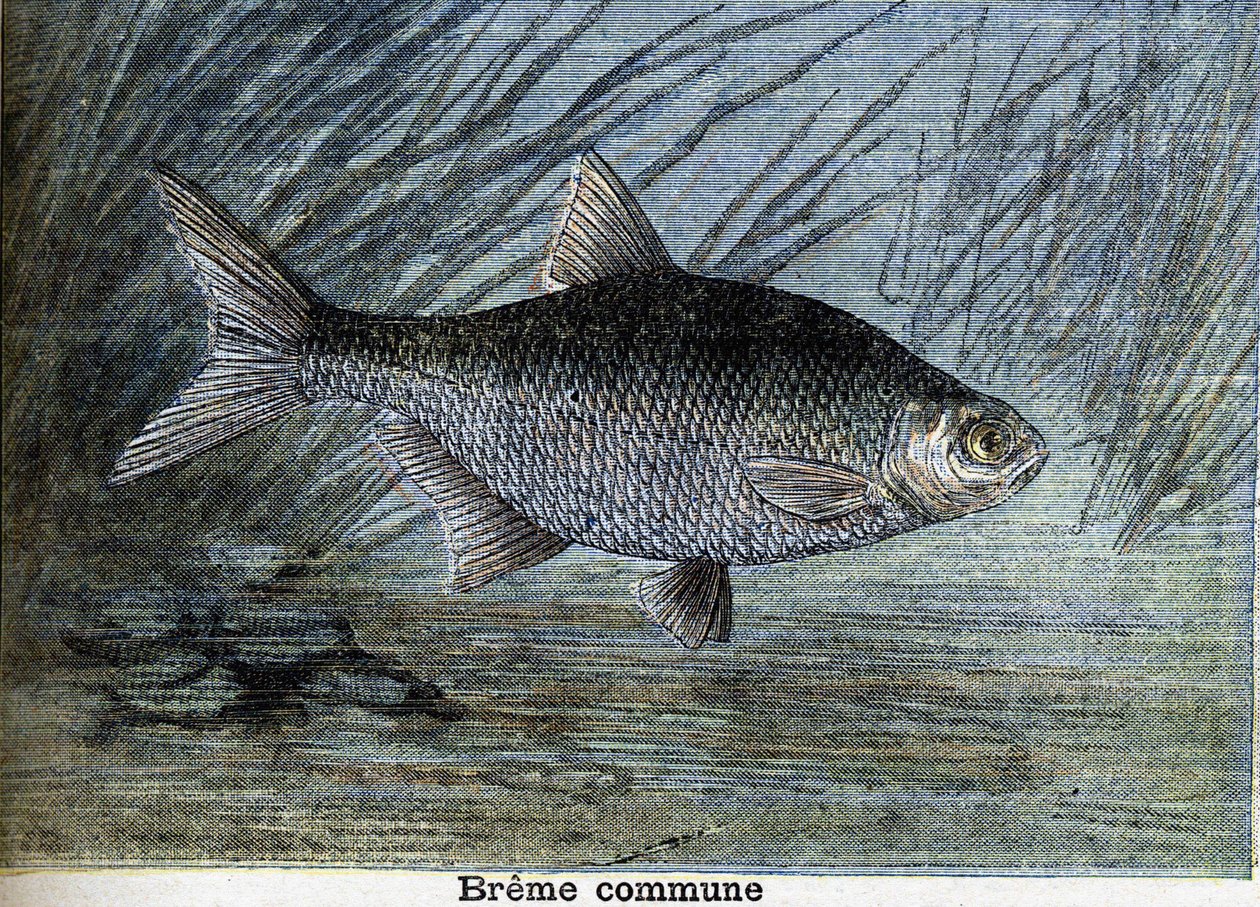 Közönséges Breme. Metszet 1897-ből alkotó: Unknown artist